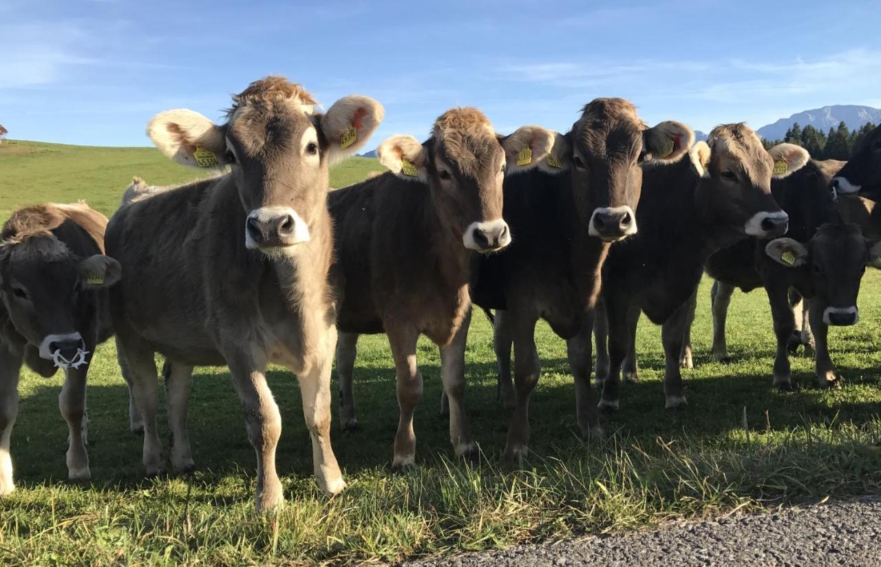 Ferienwohnung Am Kurpark Oy-Mittelberg Exteriör bild